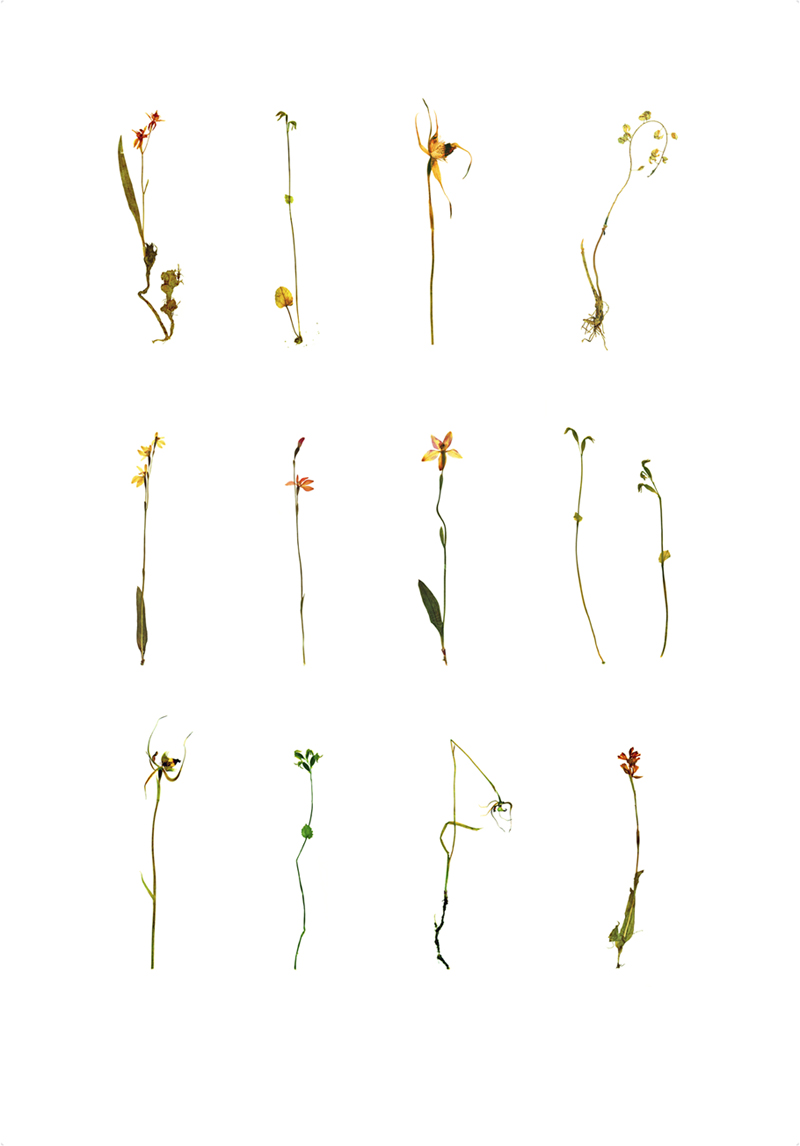 Robyn Stacey - Orchidaceae,	2001