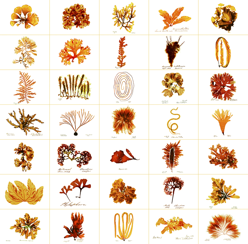 Robyn Stacey - Algae Wall,	2001