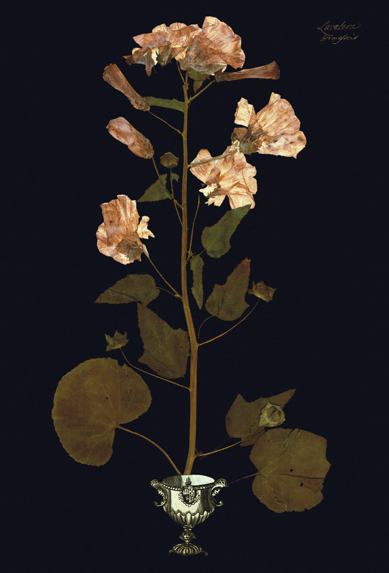 Robyn Stacey - Vase I
