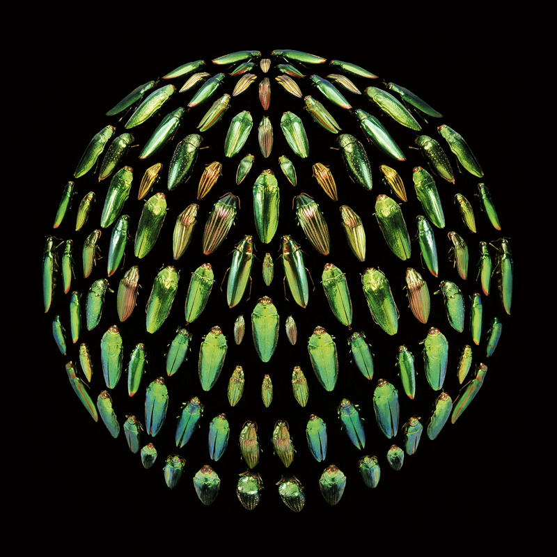 Robyn Stacey - Beau Monde (green), 2006