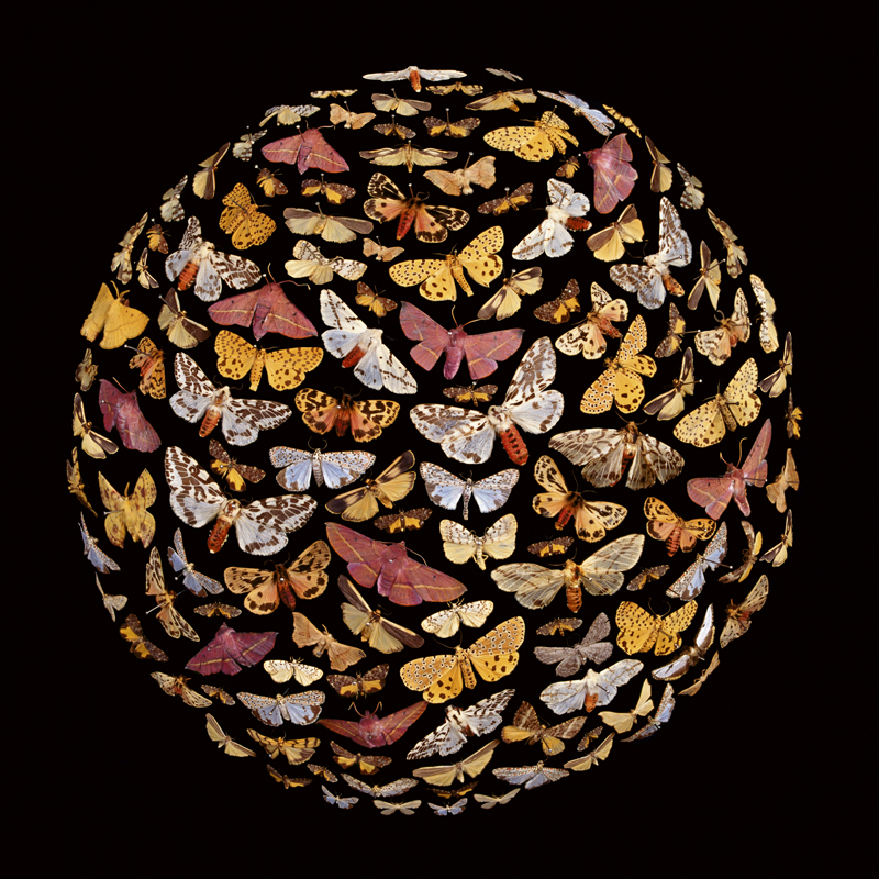 Robyn Stacey - Beau Monde (pink), 2006