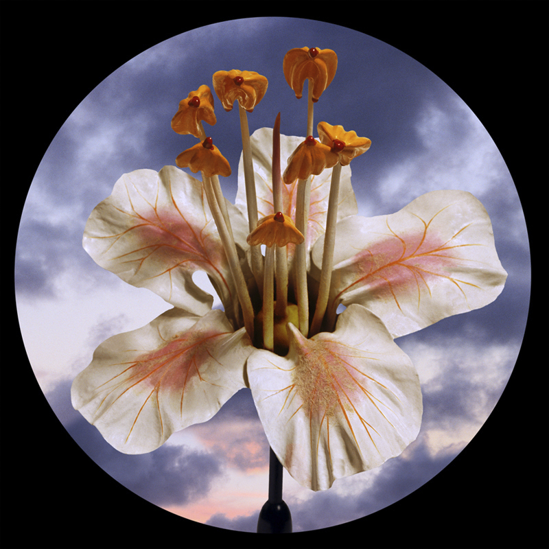 Robyn Stacey - Nineteenth Century Yellow,	2005