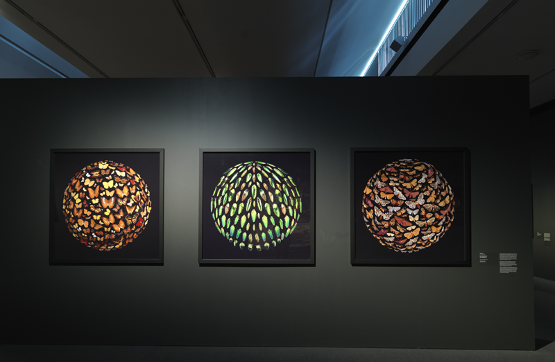 Robyn Stacey - Installation