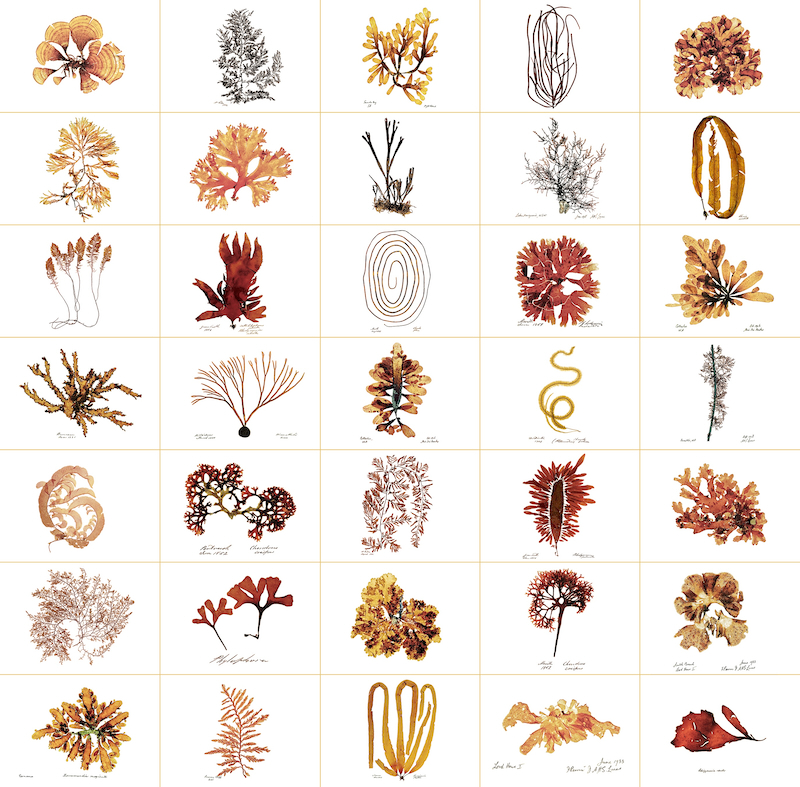 Robyn Stacey - 'Algae Wall
